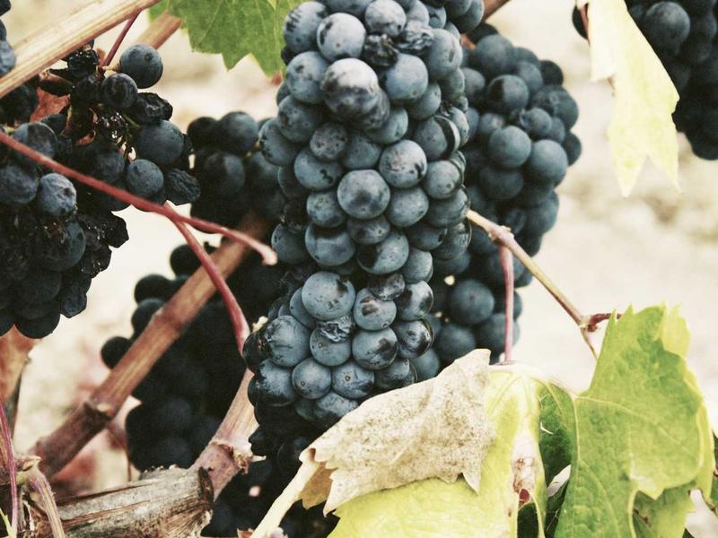 拳头账号全套教程<br>注册/分区/养号/换绑/交易一站式